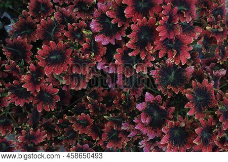 Close Up Of Multicolor Painted Nettle Rare Ornamental Plant, Beautiful Coleus Tilt A Whirl Plant