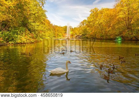 Autumn Landscape View With Swan And Ducks On The Lake, Fountain And Yellow Trees, Sofievka Park, Uma
