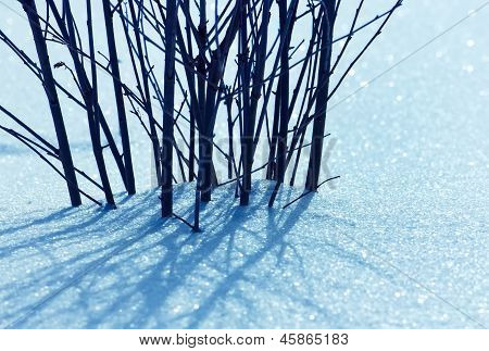 Bush