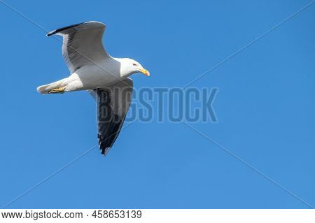 Blackback Gull In Flight Overhead, Wings Extended Against Blue Sky.