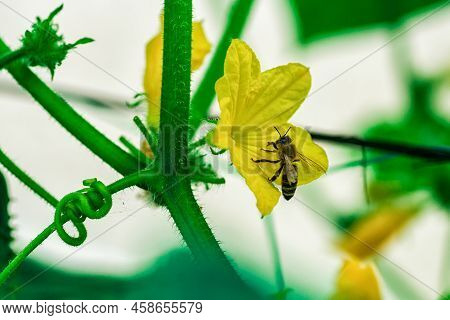 Flying Honey Bee Collecting Pollen At Yellow Flower.