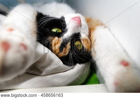 A Multi-colored Cat Stretches On A Snow-white Billiards In A Bed