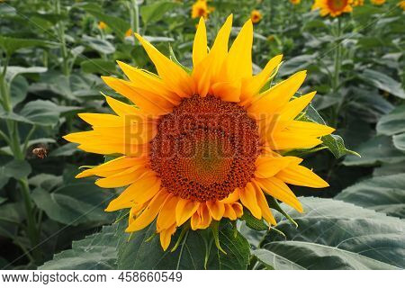 The Helianthus Sunflower Is A Genus Of Plants In The Asteraceae Family. Annual Sunflower And Tuberou