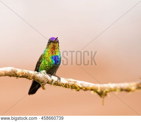 Fiery Throated Hummingbird Perched On A Dead Branch
