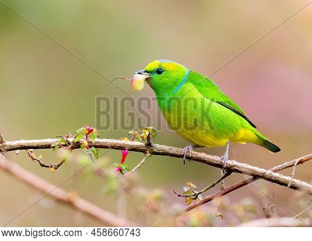 Golden Browed Chlorophonia Perched On A Tree And Munching On Fruits