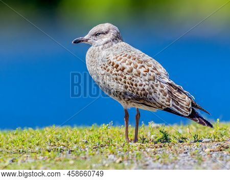Herring Gull Taking A Break By The Lake
