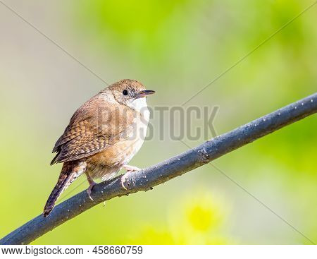 House Wren Rest On A Dead Tree Branch