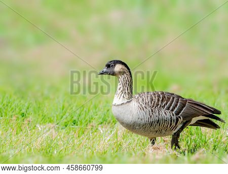 Nene Or Hawaiian Goose Foraging For Food In The Big Island