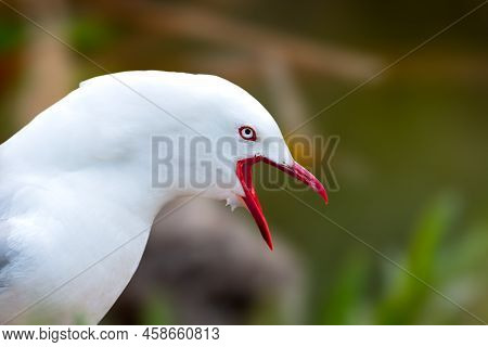 Red Billed Gull Guarding Its Nest With Chicks