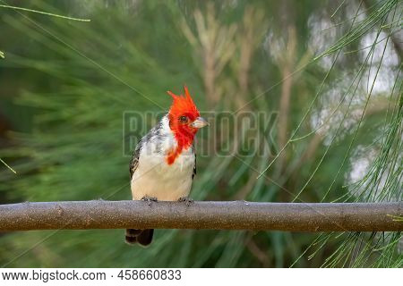 Red Crested Cardinal Perched On A Tree