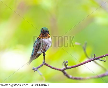Ruby Throated Hummingbird Perched On A Tree