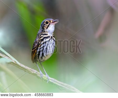 Streak Chested Antpitta Singing Its Heart Out
