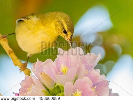 Tennessee Warbler Drinking Nectar From Pink Flowers