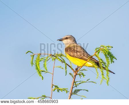 Western Kingbird Perched On A Tree Looking For Food