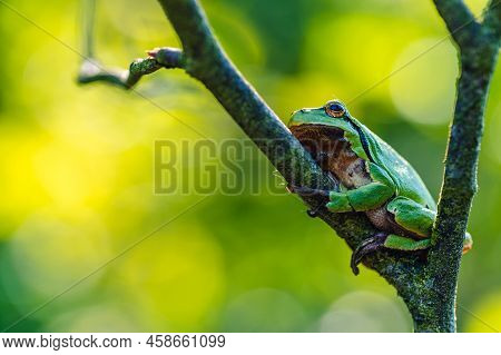 The European Tree Frog (hyla Arborea) Rests On A Twig Of A Bush. Green Background With Light Shining