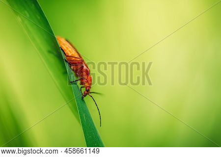 Rhagonycha Fulva, The Common Red Soldier Beetle On A Leaf Of Grass. Macro Shot, Beautiful Blurred Ba