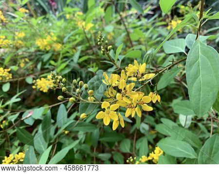 Blooming Galphimia Glauca Is A Small, Evergreen Tropical Shrub
