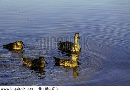 A Family Of Ducks, A Duck, And Its Little Ducklings Are Swimming In The Water On A Sunny Day On The 