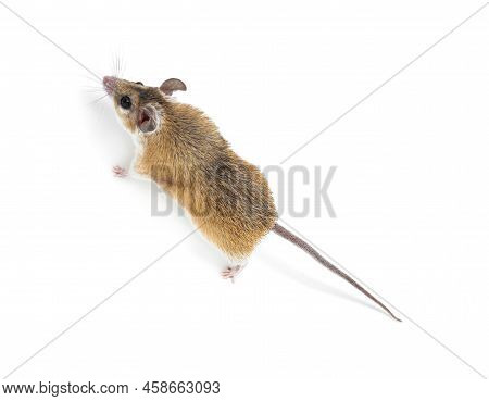 Small Cute Spiny Mouse On White Background