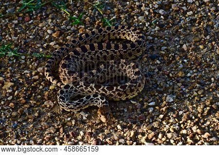 Juvenile Bullsnake In Defense Pose, South East City Park, Canyon, Texas In The Panhandle Near Amaril