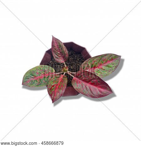 Close-up Aglaonema Viewed From Above On A White Background