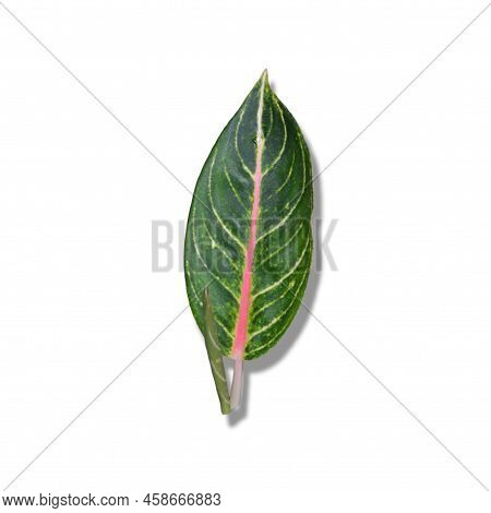Aglaonema Leaf On A White Background View From The Front