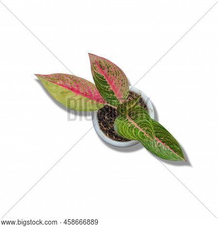 Close-up Aglaonema Viewed From Above On A White Background