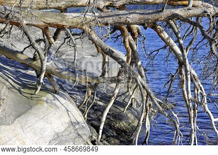 Old Tree In The Scandinavian Archipelago In Sweden Stockholm