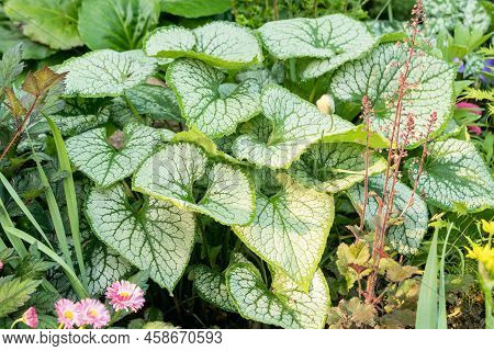 Ornamental Bush Brunner Large-leaved Or Forget-me-not-borage Family.