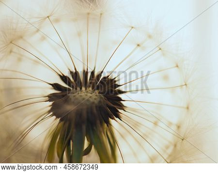 Dandelion Head With Parachutes Closeup. Light Floral Picture. Airy And Fluffy Background. Summer Ill
