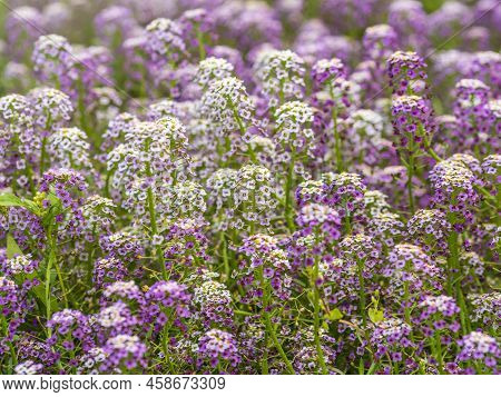 Dainty Purple And White Flowers Of Lobularia Maritima Alyssum Maritimum, Sweet Alyssum Or Sweet Alis