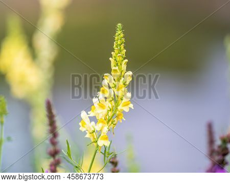 Linaria Vulgaris Common Toadflax Yellow Wild Flowers Flowering On The Meadow, Small Plants In Bloom 