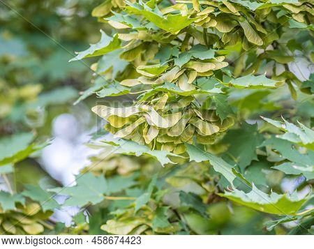 Summer Branches Of Maple Tree With Green Leaves And Seeds. Summer Background With Copy Space. Close-