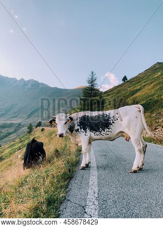 Cows Pasture In Mountainous Area In The Italian Alps.