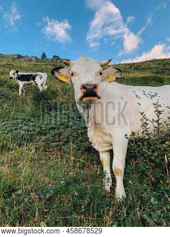 Cows Pasture In Mountainous Area In The Italian Alps.