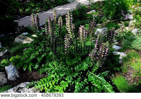 The Leaves Are Long, Ovate, Deeply Divided, Bright Green. The Plants Are Tall When In Bloom, Forming