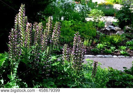 The Leaves Are Long, Ovate, Deeply Divided, Bright Green. The Plants Are Tall When In Bloom, Forming