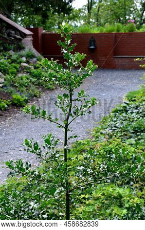 Holly Is A Very Striking Decoration Of Every Garden. Its Sharply Serrated Leaves Are Derived From Th