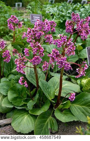 Close-up Of Badan Bergenia Crassifolia Blooming In A Flower Bed In May