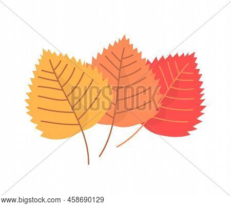 Three Color Birch Leaf. Birch Tree. Yellow, Orange And Red. Nature And Plants. Autumn Season. Flat V