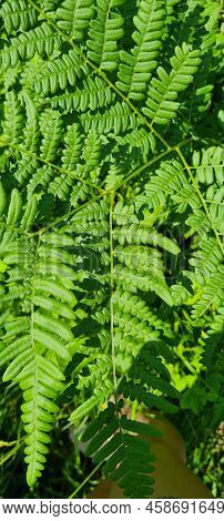 Beautiful Fern Leaf Texture In Nature. Natural Ferns Background Fern Leaves. Background Of The Ferns