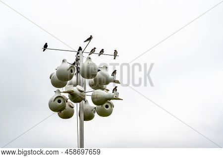 Grouping Of Purple Martin Birds Perched On A Raised Nesting House.