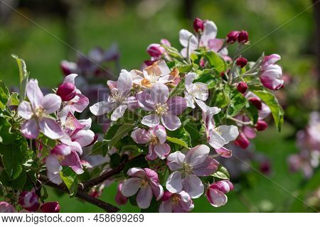 Fresh Delicate Pink-white Opened Flowers And Buds Of An Apple Tree On A Branch With Green Leaves