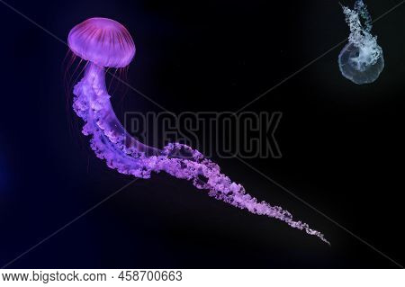 Jellyfish (chrysaora Fuscescens Or Pacific Sea Nettle)