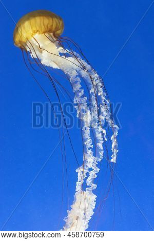 Orange Jellyfish (chrysaora Fuscescens Or Pacific Sea Nettle) In Blue Ocean Water