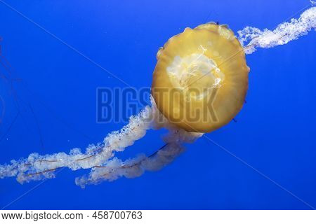Orange Jellyfish (chrysaora Fuscescens Or Pacific Sea Nettle) In Blue Ocean Water