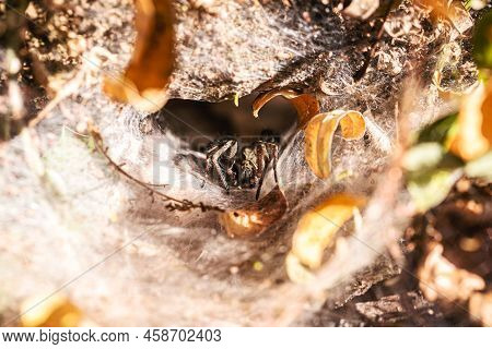 Brazilian Spider Known As Armadeira, Monkey Spider Or Banana Spider, Lives In The Forest In Burrows,