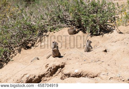 Wild Ground-squirrels Rodents Marmotini Animals In Natural Habitat