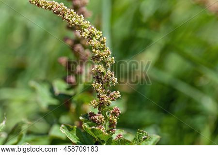 Good King Henry, Blitum Bonus Henricus