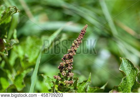 Good King Henry, Blitum Bonus Henricus